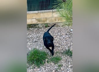 CAPO-ein kleiner,schwarzer Hundejunge,der sofort alle Herzen erobert auf der Suche nach se Familie