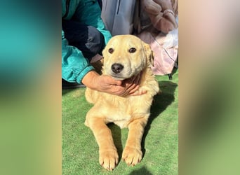 ZOE- verschmust, lieb, menschenbezogen, bereit für ihre liebevolle Für-immer-Familie