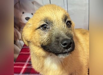 Scout – will endlich mehr erleben als den tristen Tierheimalltag