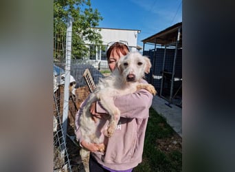 ANGEL - liebenswerter Hundebub