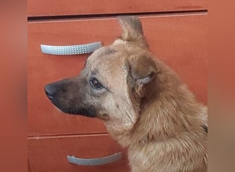 NELLY-Herz aus Gold sucht sehnlichst liebevolles Für-immer-Zuhause