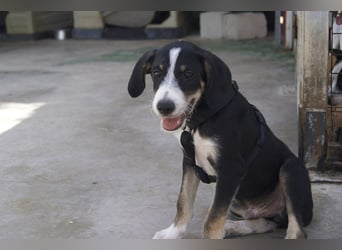 FRITZ-bezaubernder, fröhlicher, aufgeweckter Bub auf der Suche nach liebevoller Für-immer-Familie