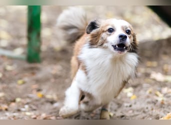 BISCUIT-kleiner Sonnenschein-liebevoll, anhänglich sucht sein liebevolles Für-immer-Zuhause