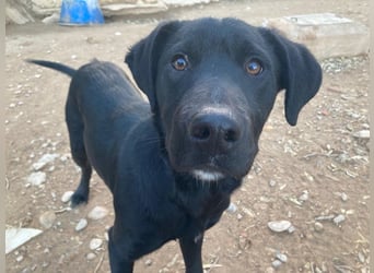 Maverik wartet im Tierheim in 79312 Emmendingen