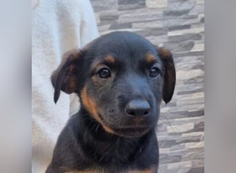 ROBI-kleiner Zwerg sucht seinen Lieblingsmenschen