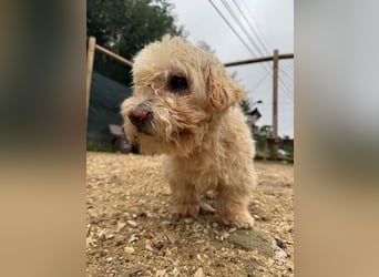 JHONNY-wahrer Schatz auf 4 Pfoten erobert alle Herzen, wartet sehnsüchtig auf sein Für-immer-Zuhause