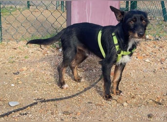 KOMO-unkomplizierter, kleiner Herzensbrecher, auf der Suche nach seinem Zuhause