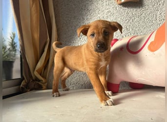 SULTAN-kämpfte sich ins Leben und wartet nun sehnsüchtig auf seine liebevolle Für-immer-Familie