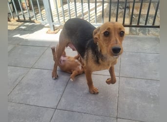 CHINA- überaus zärtlich, fürsorglich, sehnt sich nach menschlicher Nähe und liebevollem Zuhause