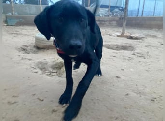 Maverik wartet im Tierheim in 79312 Emmendingen