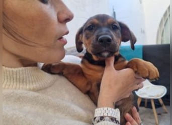 FARAH-kleiner Wirbelwind sucht seine Menschenfamilie