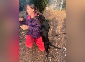 CAPO-ein kleiner,schwarzer Hundejunge,der sofort alle Herzen erobert auf der Suche nach se Familie