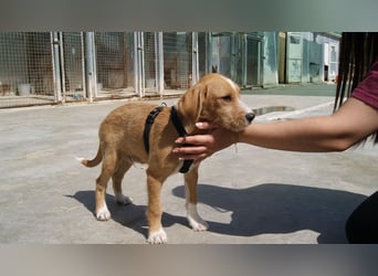 BROWNIE-Ein Herz auf vier Pfoten sucht sein zu Hause für immer