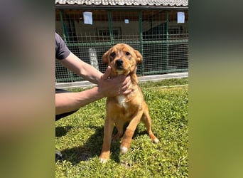 GUNNER - wer verliebt sich in diesen kleinen Schatz und schenkt ihm ein liebevolles Zuhause?