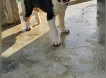 SAGA-wächst zu einem neugierigen und verspielten Hundekind heran