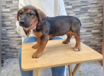 FARAH-kleiner Wirbelwind sucht seine Menschenfamilie