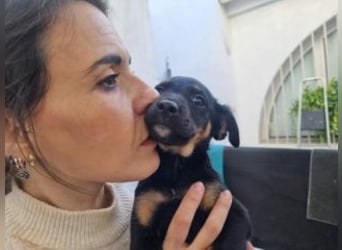 PATITA-kleine Pfoten suchen großes Glück