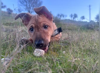 SULTAN-kämpfte sich ins Leben und wartet nun sehnsüchtig auf seine liebevolle Für-immer-Familie