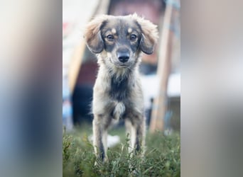 FELIA -wartet im Tierheim 79312 Emmendingen auf ihr liebevolles Für-immer-Zuhause