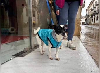 RUMI-kleines Herz auf 4 Pfoten, sanft, ruhig, liebt Kinder und Menschen -wo wartet seine Familie