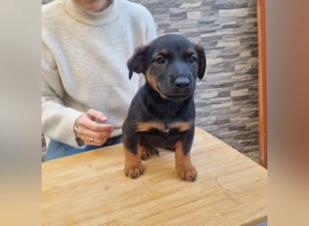 ROBI-kleiner Zwerg sucht seinen Lieblingsmenschen