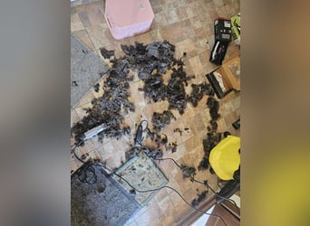 TAZ-ruhiger, sanfter, kluger ,vertrauensvoller Bub will endlich ankommen