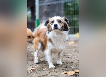 BISCUIT-kleiner Sonnenschein-liebevoll, anhänglich sucht sein liebevolles Für-immer-Zuhause