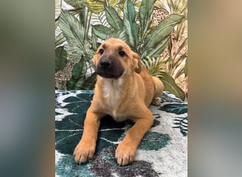 Lilly – will in einem Zuhause groß werden