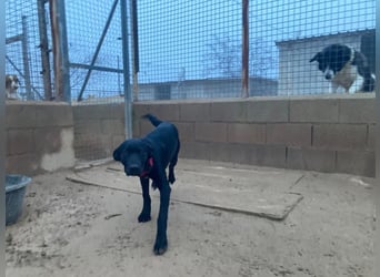 Maverik wartet im Tierheim in 79312 Emmendingen