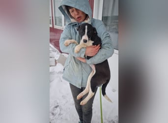 Sanfte LEONIE-fristet in Kälte und Lärm ihr Dasein-wer hat ein liebevolles Für-immer-Zuhause?