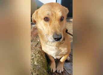 HONEY-feiner Charakter, traurige, braune Kulleraugen auf der Suche nach liebevollem Zuhause