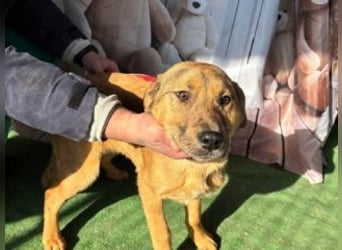 PRINCESS-Wären Sie bereit, Princess zum Teil Ihrer Familie zu machen?