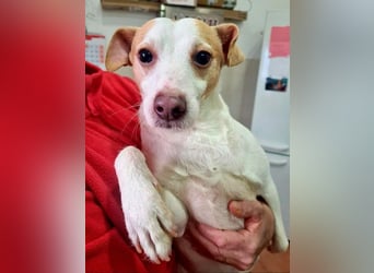 Fröhlicher BAKU-wartet in 79280 Au auf sein liebevolles Zuhause