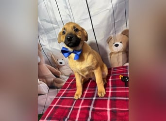 Buddy – freut sich auf das unbekümmerte Welpenleben