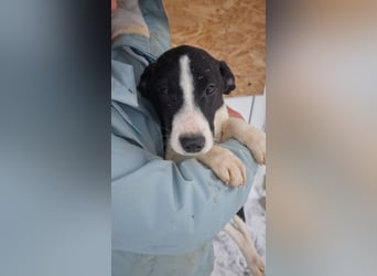 Sanfte LEONIE-fristet in Kälte und Lärm ihr Dasein-wer hat ein liebevolles Für-immer-Zuhause?