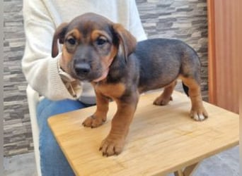 FARAH-kleiner Wirbelwind sucht seine Menschenfamilie