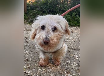 JHONNY-wahrer Schatz auf 4 Pfoten erobert alle Herzen, wartet sehnsüchtig auf sein Für-immer-Zuhause