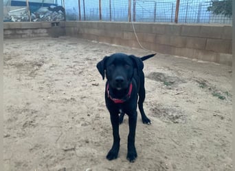 Maverik wartet im Tierheim in 79312 Emmendingen