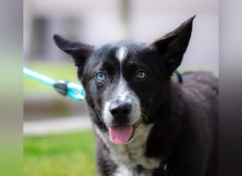 NORR-kleiner Sonnenschein, sehr lieb, ausgeglichen, verspielt, menschenbezogen