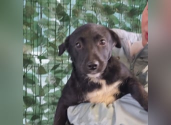 LORETTE - Zuckerschock, die kleine, unscheinbare Lorette sucht liebevolles Für-immer-Zuhause