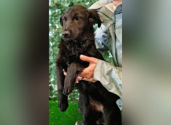 Freundliche MAGGY- wartet auf gepacktem Köfferchen auf ihre liebevolle Familie