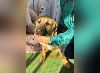 KNOX- sehr menschenbezogen, verschmust, liebesbedürftig bereit für seine Für-immer-Familie