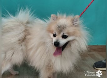 Vaniel ist ein kleiner Spitz(Mix), intelligent, neugierig, sehr anhänglich