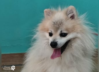 Vaniel ist ein kleiner Spitz(Mix), intelligent, neugierig, sehr anhänglich