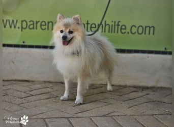 Vaniel ist ein kleiner Spitz(Mix), intelligent, neugierig, sehr anhänglich