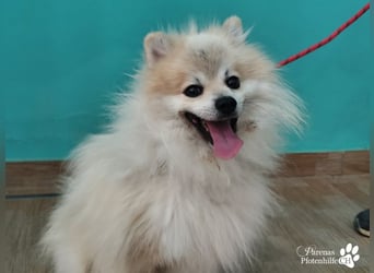 Vaniel ist ein kleiner Spitz(Mix), intelligent, neugierig, sehr anhänglich