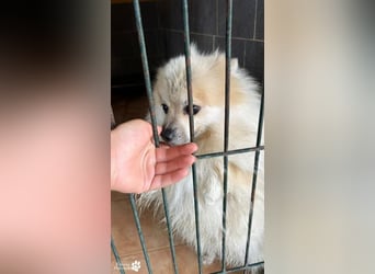 Vaniel ist ein kleiner Spitz(Mix), intelligent, neugierig, sehr anhänglich