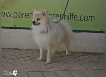 Vaniel ist ein kleiner Spitz(Mix), intelligent, neugierig, sehr anhänglich