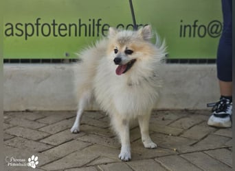 Vaniel ist ein kleiner Spitz(Mix), intelligent, neugierig, sehr anhänglich