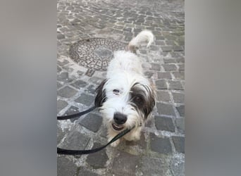 Goldige Waffle sucht liebe Familie